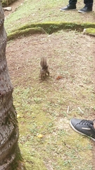 Sciurus aestuans ingrami