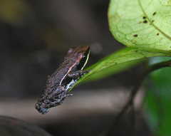 Epipedobates boulengeri