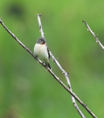 Sporophila telasco