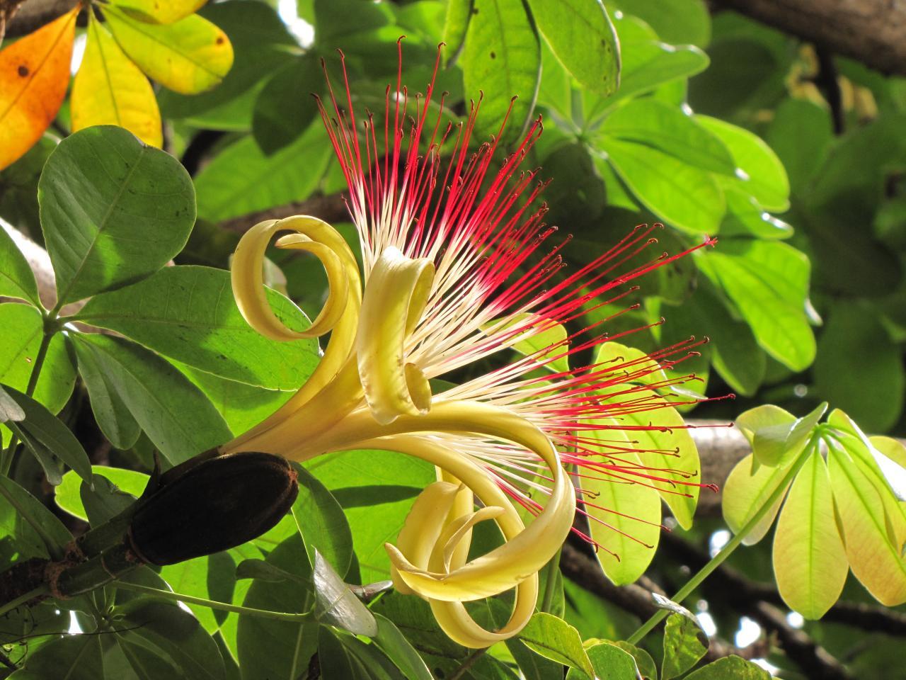 Pachira