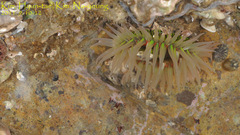 Anthopleura fuscoviridis
