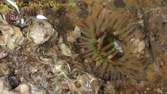 Anthopleura fuscoviridis