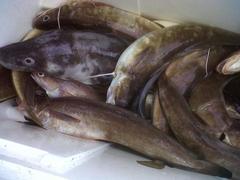 Conger oceanicus