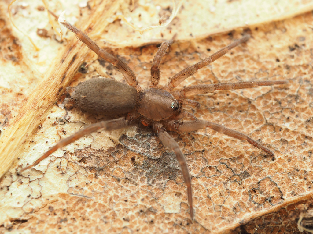 Avstroneulanda yarraman