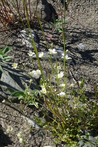 Regel's Chickweed (Cerastium regelii)