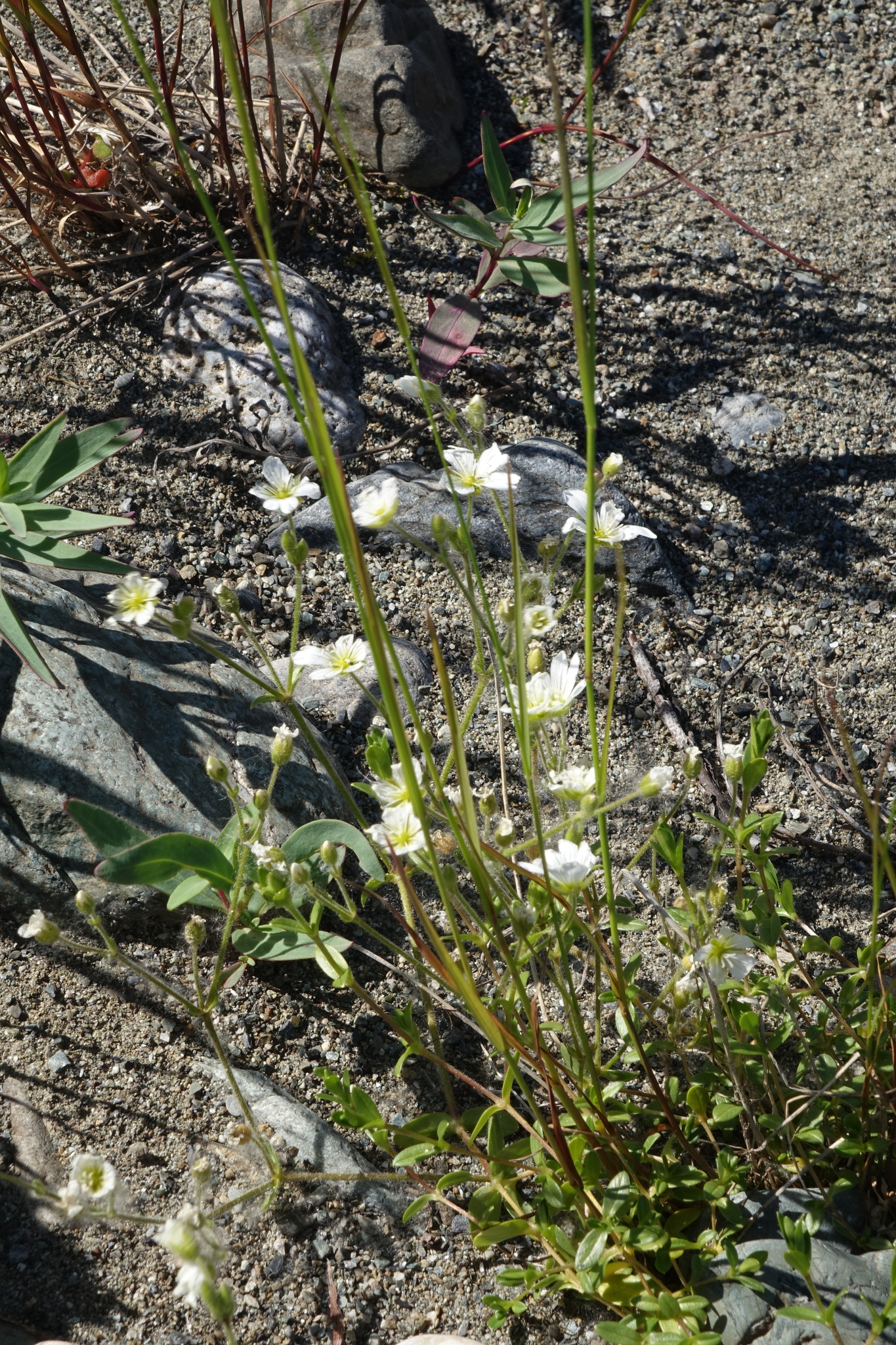 Regel's Chickweed (Cerastium regelii)