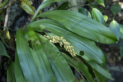 Eria scabrilinguis