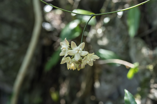 Hoya griffithii Hook.f. 2