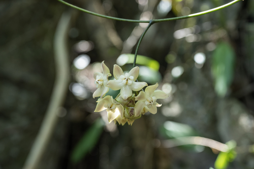 Hoya griffithii Hook.f. 3