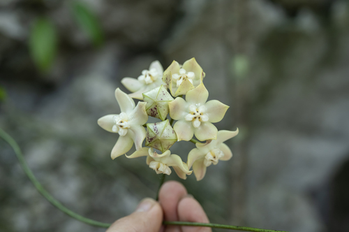 Hoya griffithii Hook.f. 4