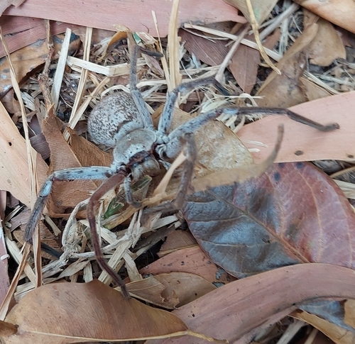 Queensland Spotted Huntsman Spider