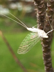 Maccaffertium terminatum terminatum