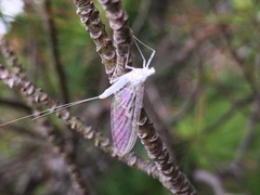 Maccaffertium terminatum terminatum