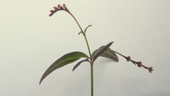 Spigelia genuflexa