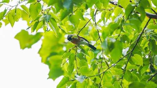 Gray-headed Bullfinch
