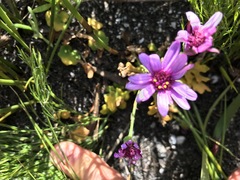 Senecio cymbalarifolius