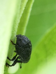 Rhyssomatus lineaticollis