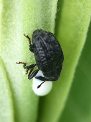 Rhyssomatus lineaticollis