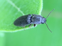 Agriotes