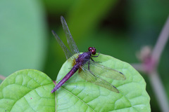 Erythemis