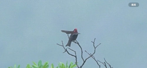 Dark-breasted Rosefinch