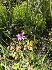 Senecio cymbalarifolius