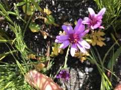 Senecio cymbalarifolius
