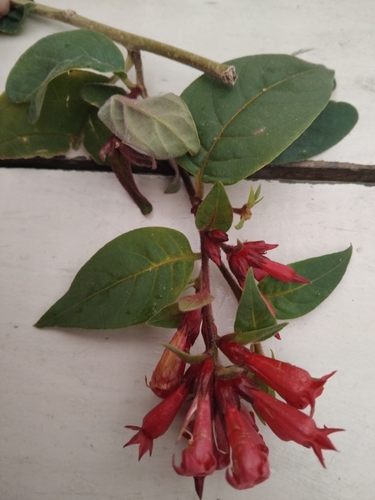 red cestrum (Cestrum fasciculatum)