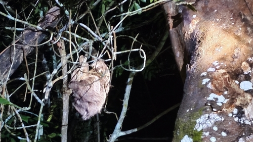 Hoffman's Central Brazilian Two-toed Sloth