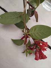 Cestrum fasciculatum, photograph (c) Keith S, some rights reserved (CC BY)