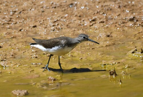 Green Sandpiper