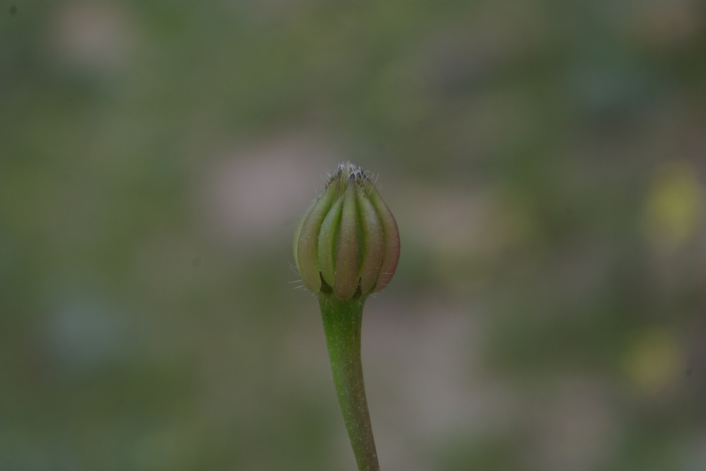 Garhadiolus