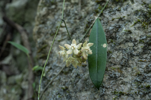 Hoya griffithii Hook.f.