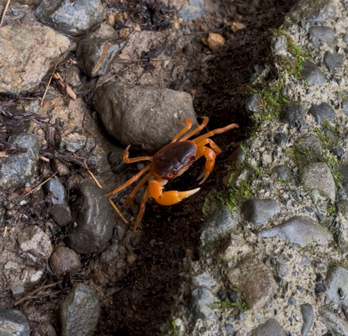 Japanese Freshwater Crab