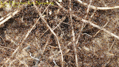 Pristomyrmex punctatus