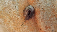 Antiteuchus tripterus