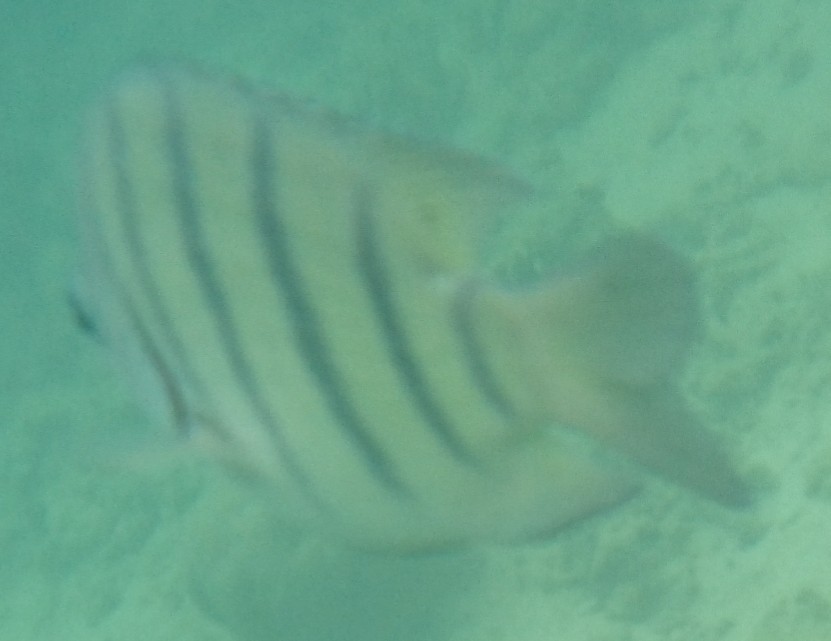 Bengal Sergeant