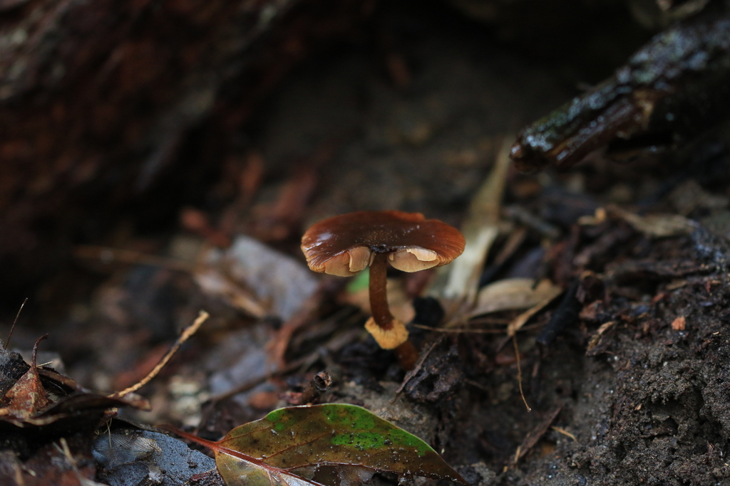 Descolea recedens · August 2025 · photo: © sofiazed1 (iNaturalist, cc-by)