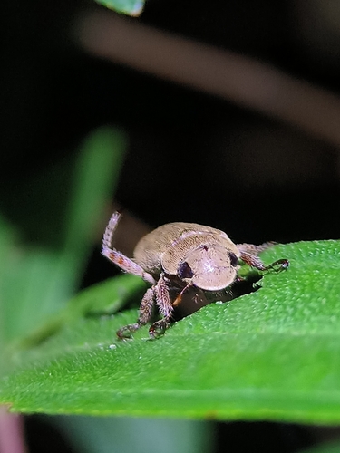 Bhabhat Insect Photo 559675366, (c) babaprata, some rights reserved (CC BY-NC ...