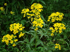Erysimum aureum