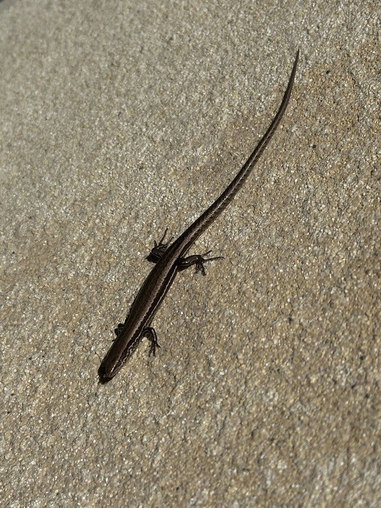 Strand Litter Skink
