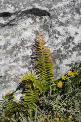 Blechnum punctulatum punctulatum