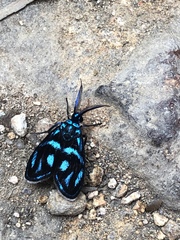 Clelea sapphirina