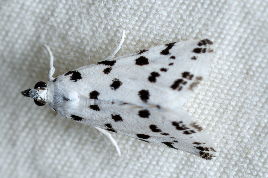 Spotted Peppergrass Moth
