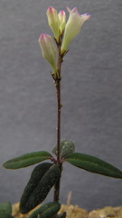 Spigelia genuflexa