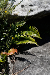 Blechnum punctulatum punctulatum