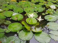 Nymphaea ampla