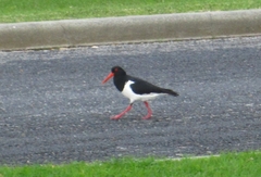 Haematopus longirostris