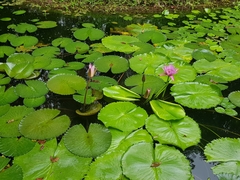 Nymphaea ampla
