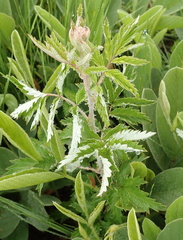 Rubus ludwigii